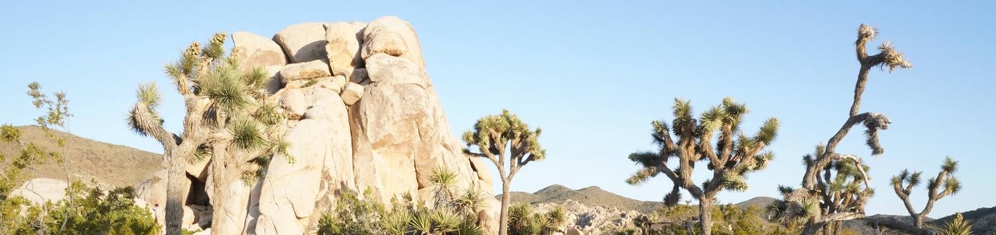 Camper submitted image from Ryan Campground — Joshua Tree National Park - 3