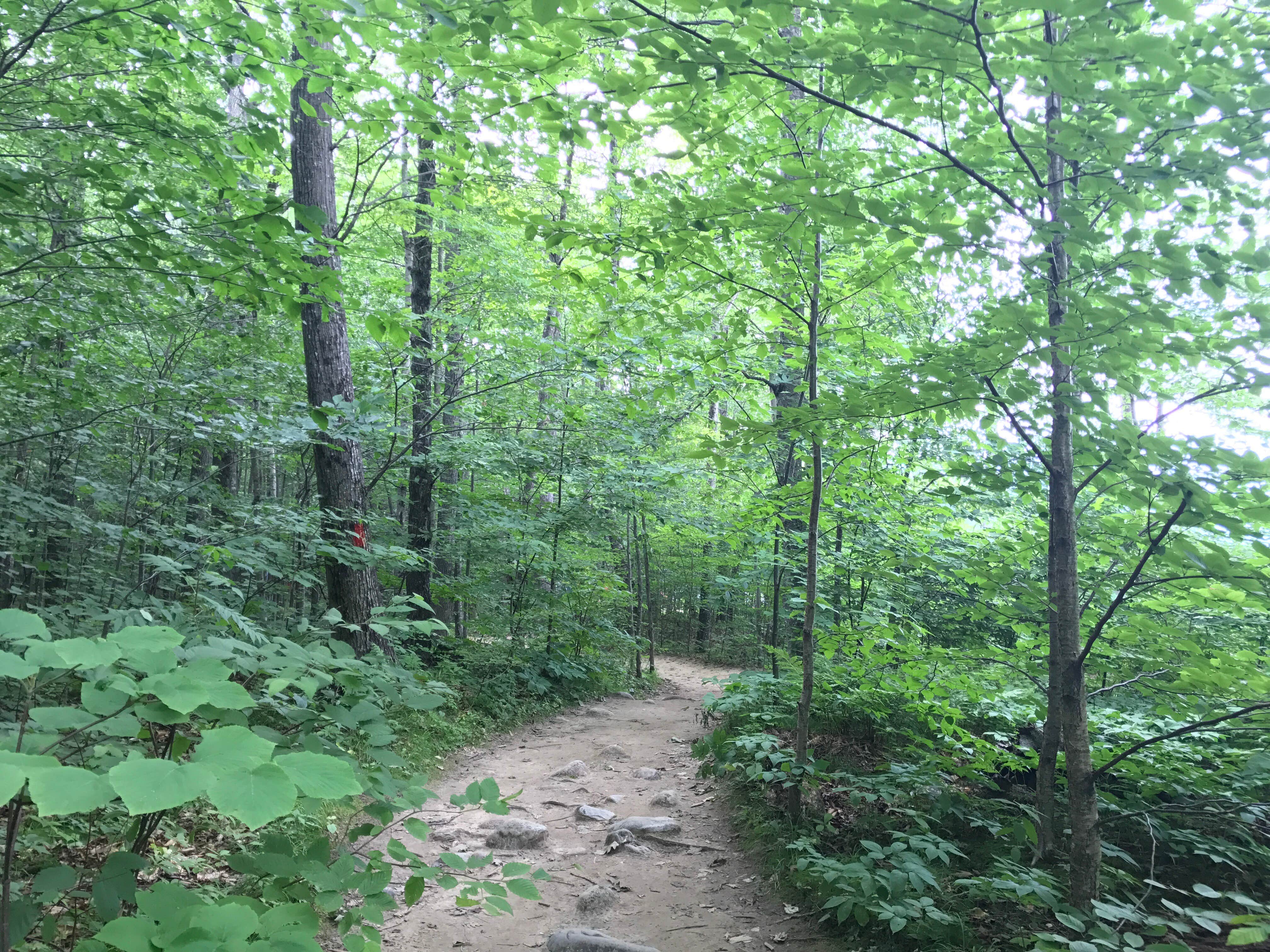 Camper submitted image from Crawford Notch Campground - 1