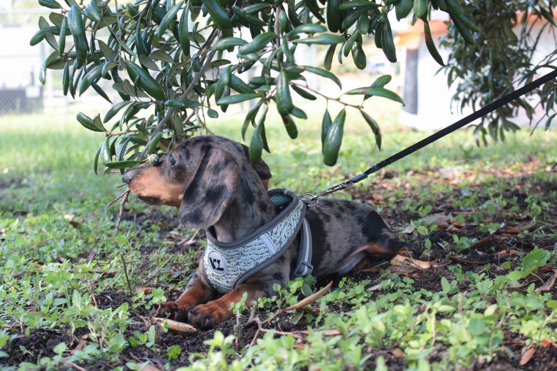 brittany M.'s photo of camping with pets at Fort Pickens Campground — Gulf Islands National Seashore near Perdido Key, FL