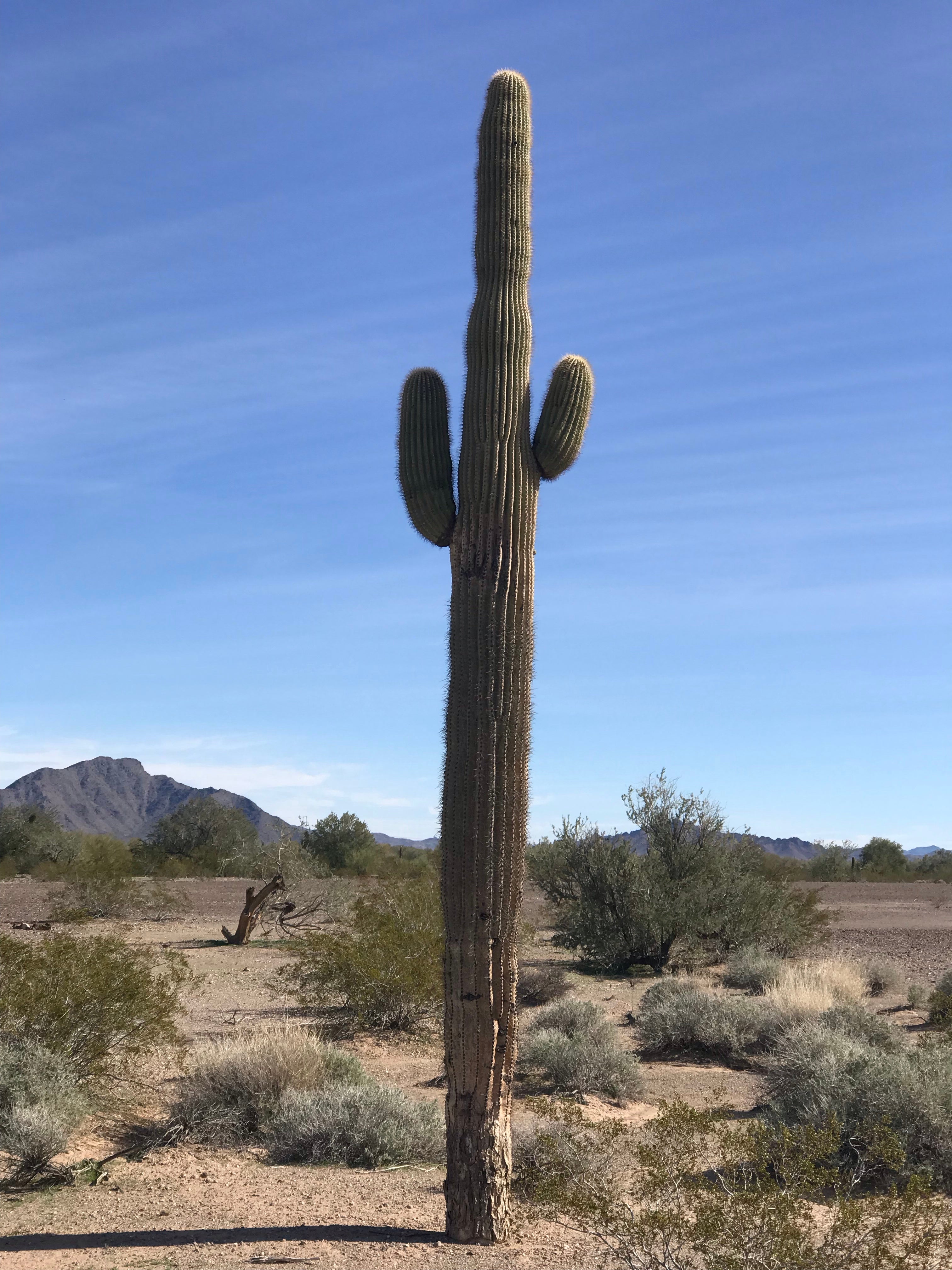 Saguaro Cactus 🌵 

Sooooo pretty there!!

www.hitched4fun.com 
🤓 Delivering fun while hitched! 🏕 