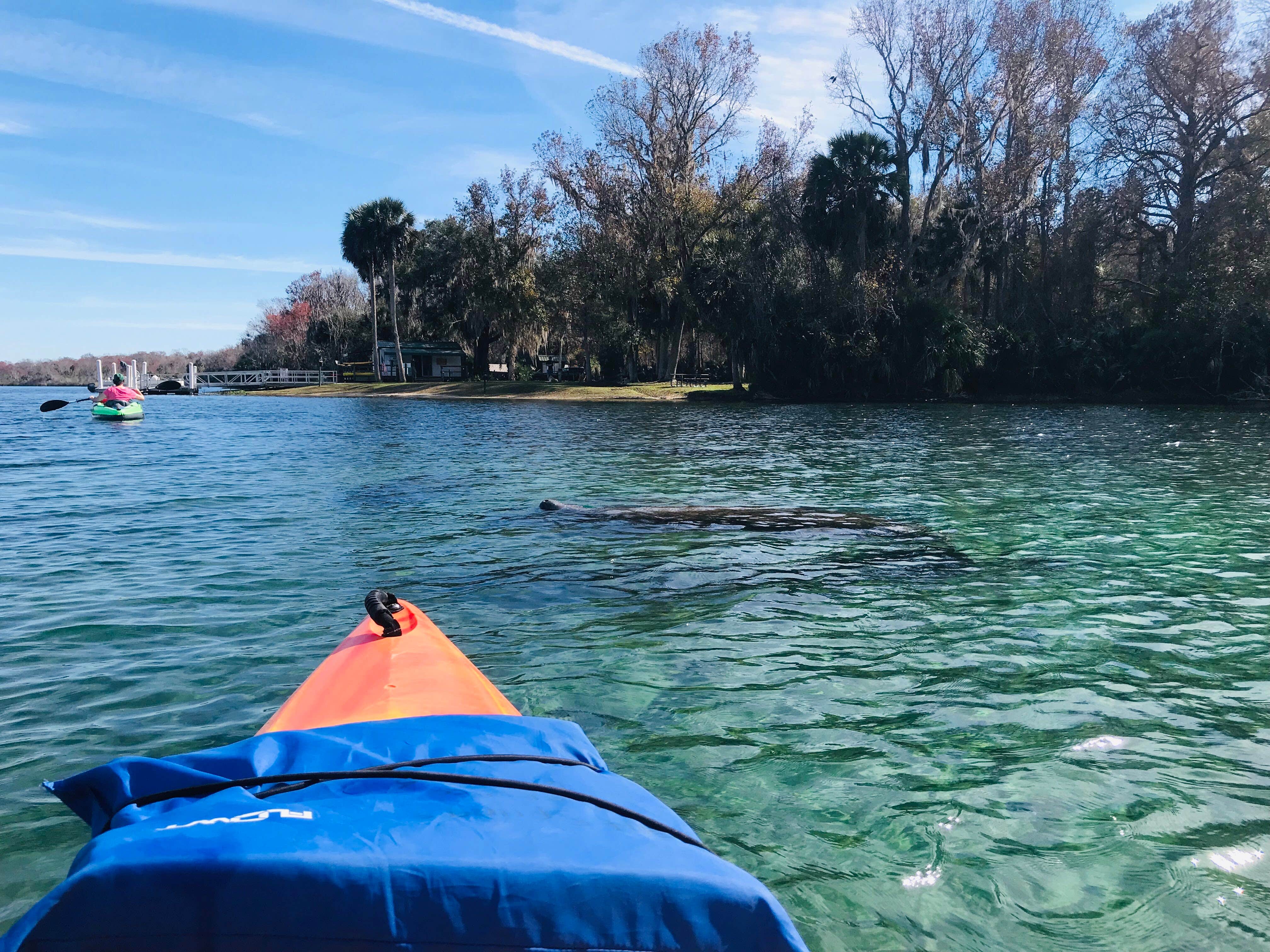 Camper submitted image from Salt Springs Recreation Area - 4