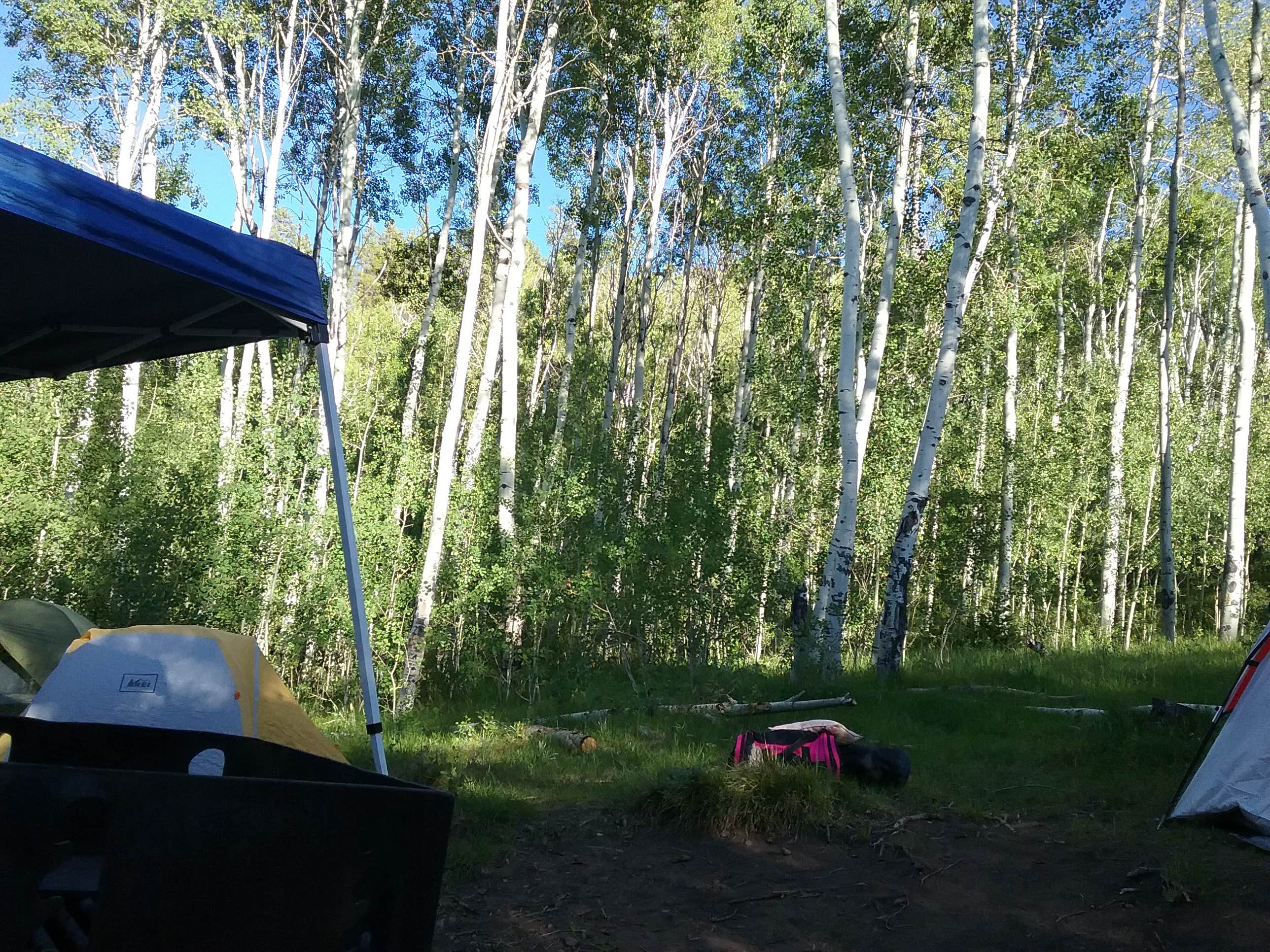 Camper submitted image from Currant Creek - 3