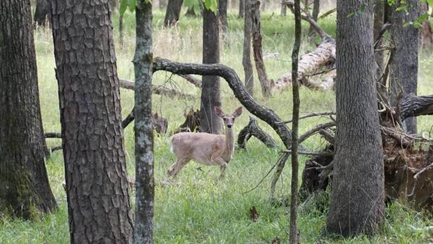 Camper submitted image from Tompkins Bend - Lake Ouachita - 1