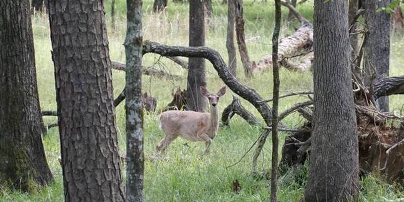 Camper submitted image from Tompkins Bend - Lake Ouachita