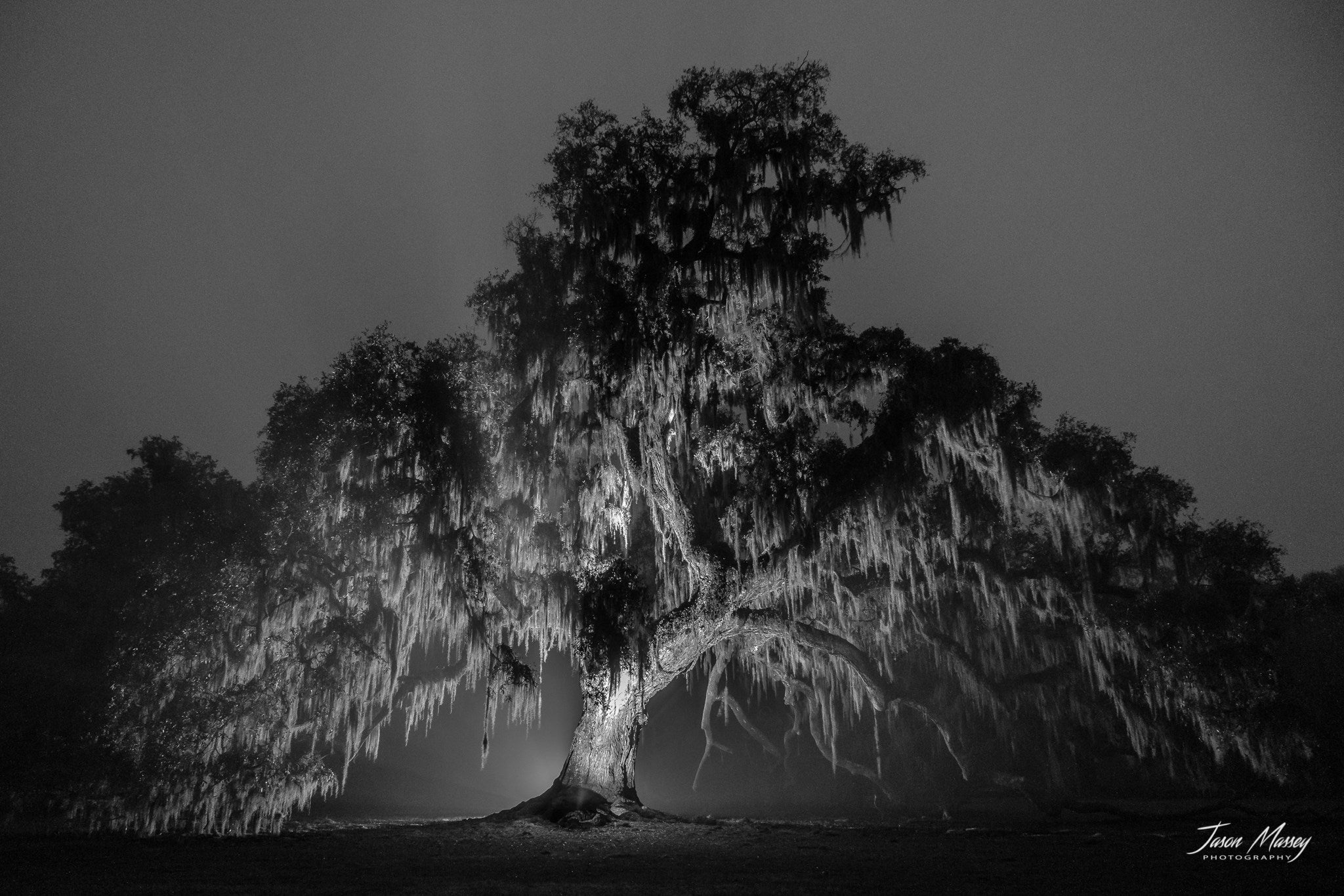 Nighttime beautiful tree