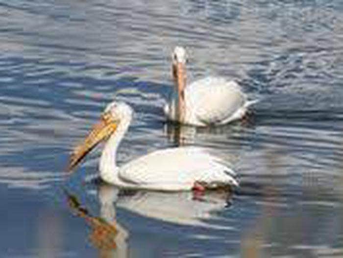 Camper-submitted photo at White Earth Campground near White Sulphur Springs, MT