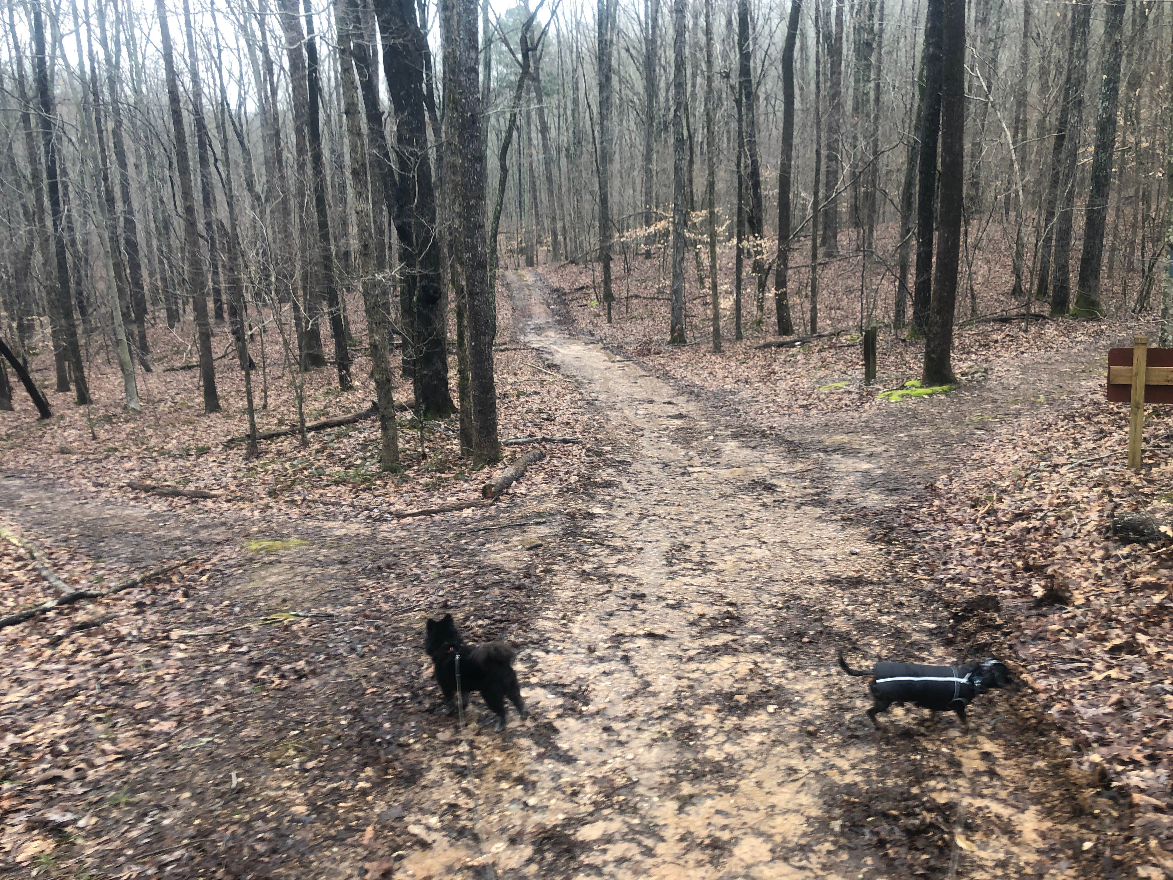Shelly S.'s photo of camping with pets at James H 'Sloppy' Floyd State Park Campground near Mount Berry, GA