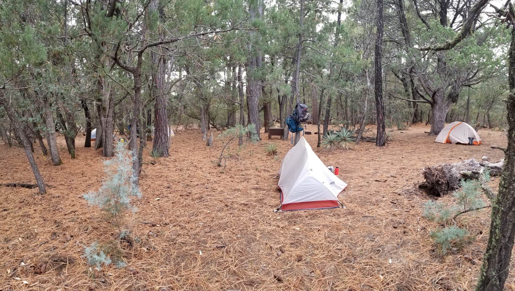 Camper submitted image from Happy Valley Saddle Campground — Saguaro National Park - 5