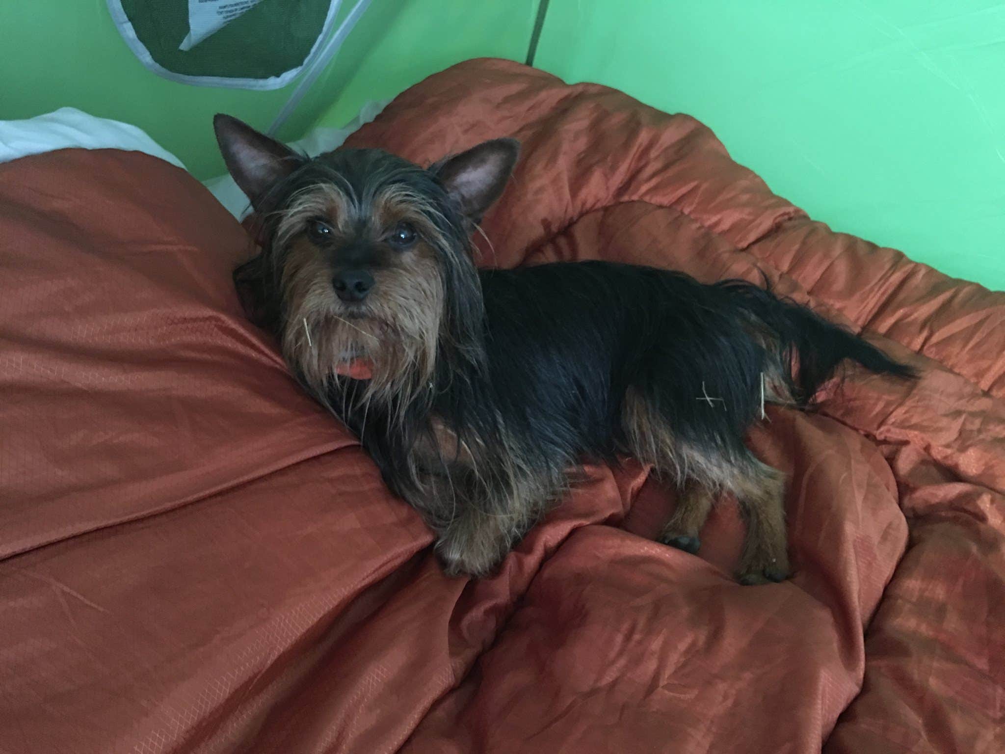 Megan S.'s photo of glamping accommodations at River Rock Recreation near Millersville, PA