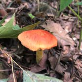 Review photo of Monte Sano State Park Campground by Montie R., March 2, 2019