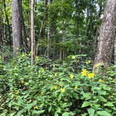 Review photo of Monte Sano State Park Campground by Montie R., March 2, 2019