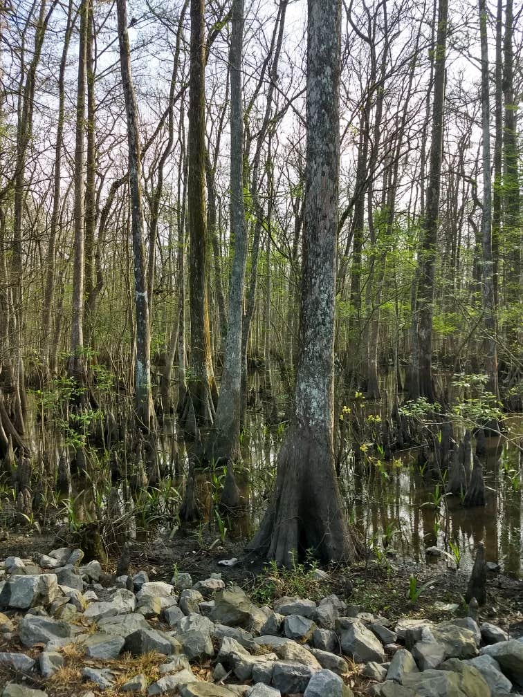 Camper submitted image from Lorrain Parish Park Campground - 2