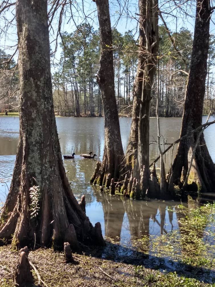 Camper submitted image from Holbrook Parish Park Campground - 2