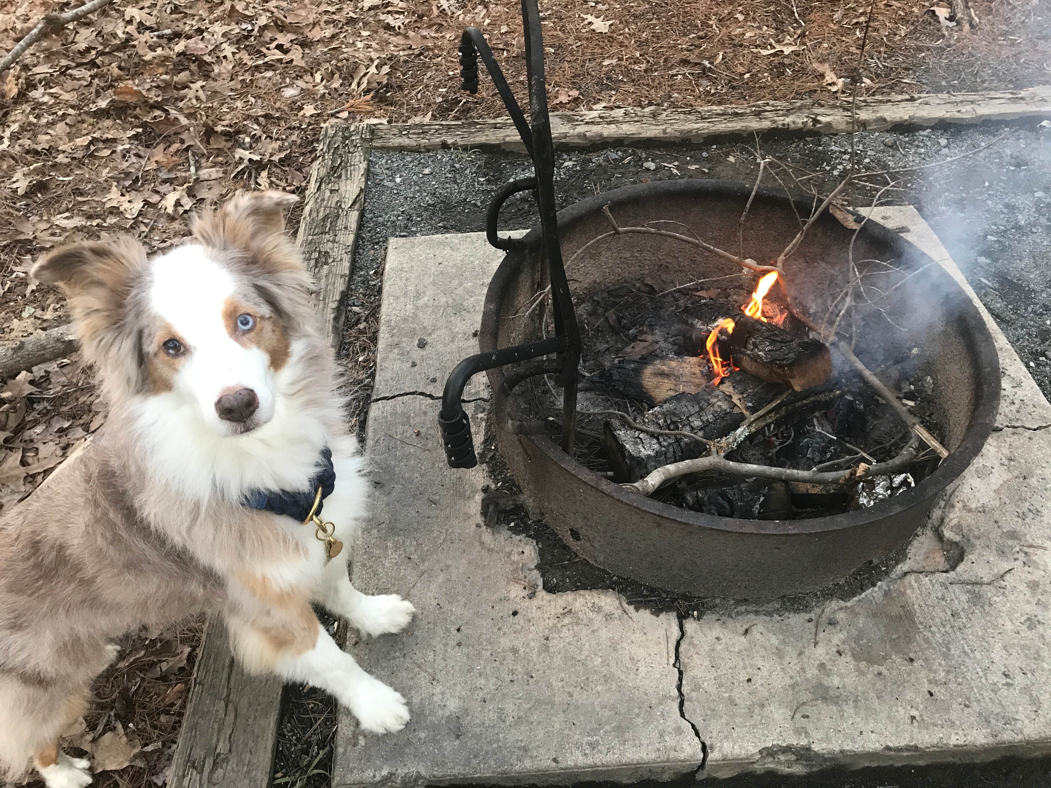 Regan A.'s photo of camping with pets at Morrow Mountain State Park Campground near Mount Gilead, NC