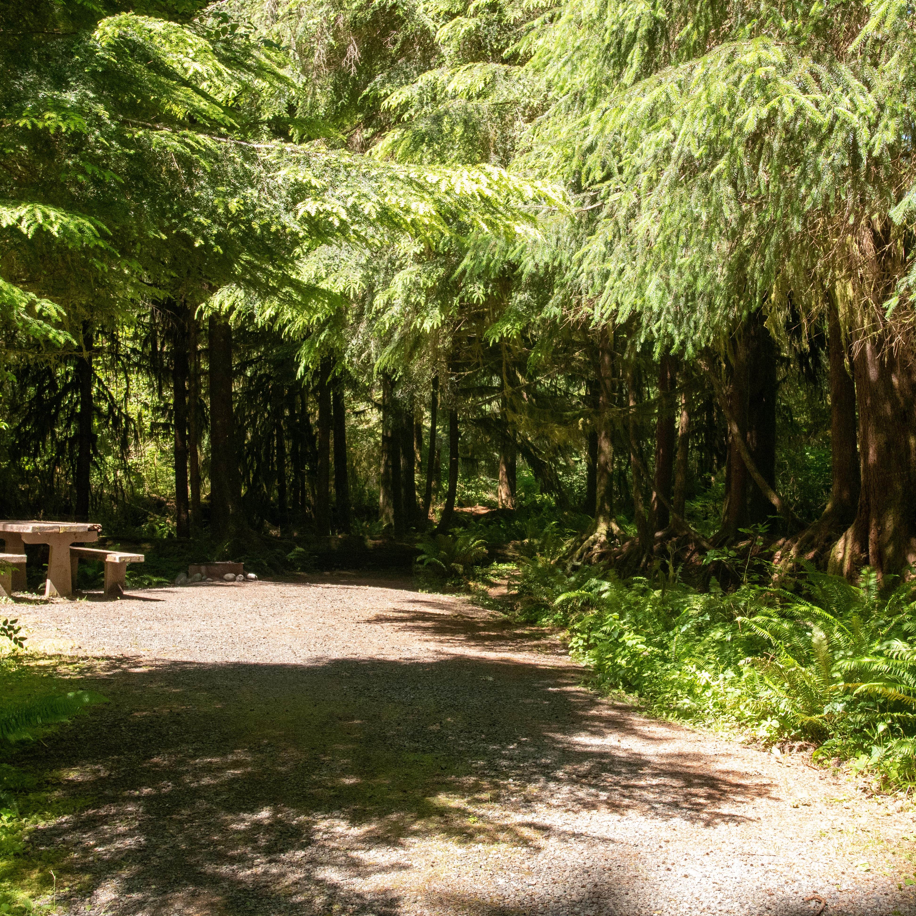 North Fork Campground — Olympic National Park