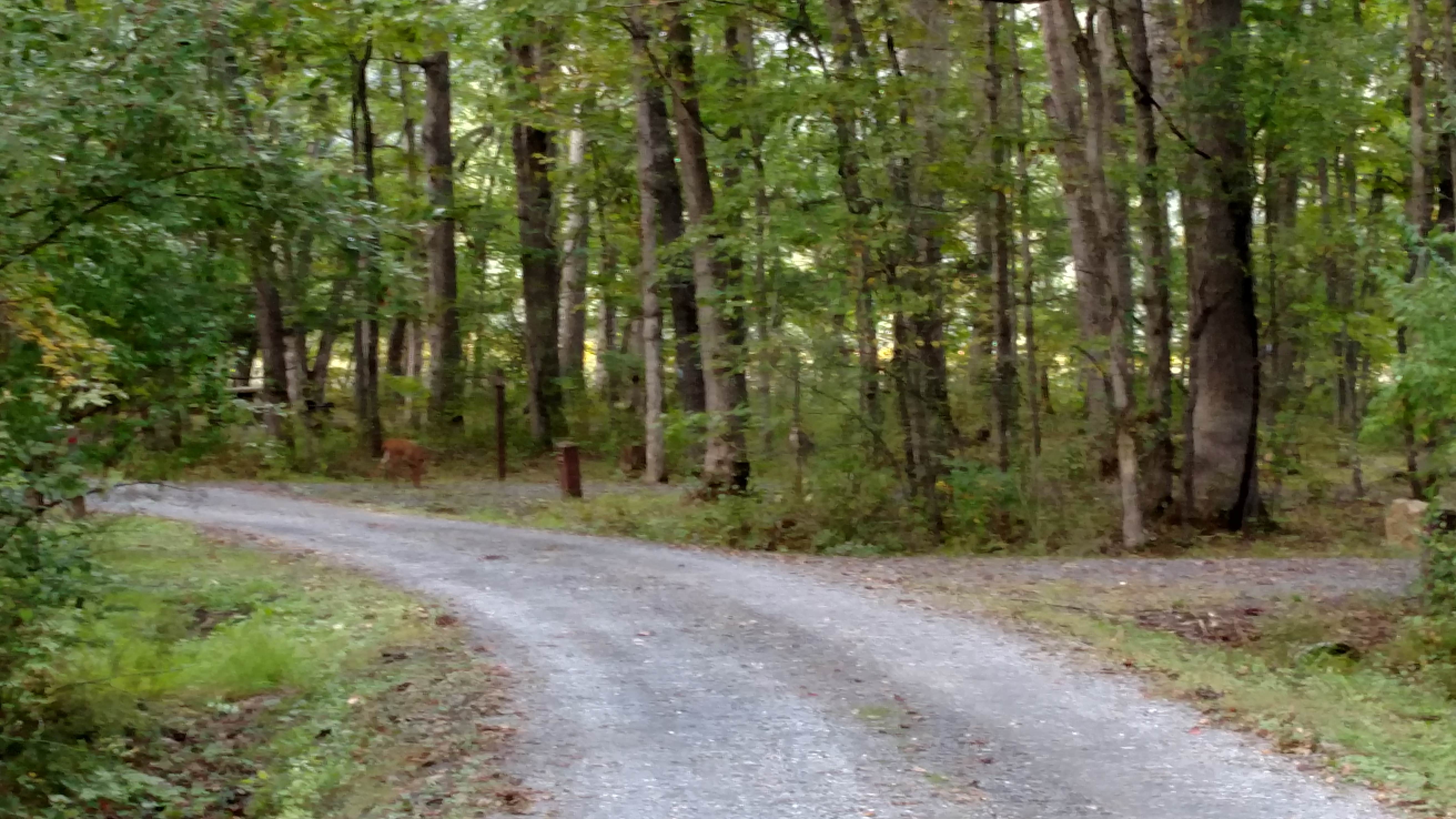 Camper-submitted photo at Hidden Valley near Warm Springs, VA
