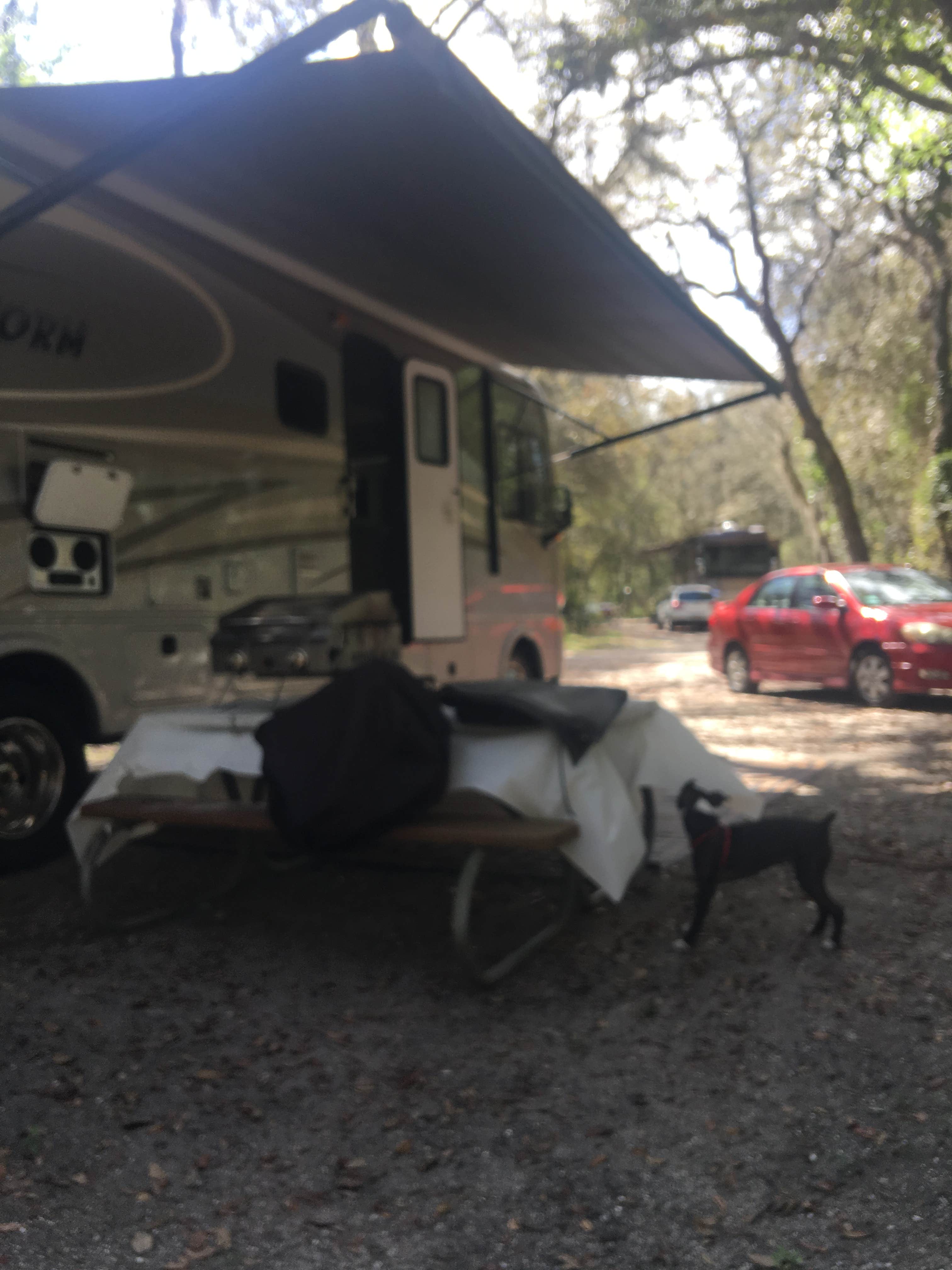Debbie D.'s photo of camping with pets at Lithia Springs Conservation Park near Lithia, FL