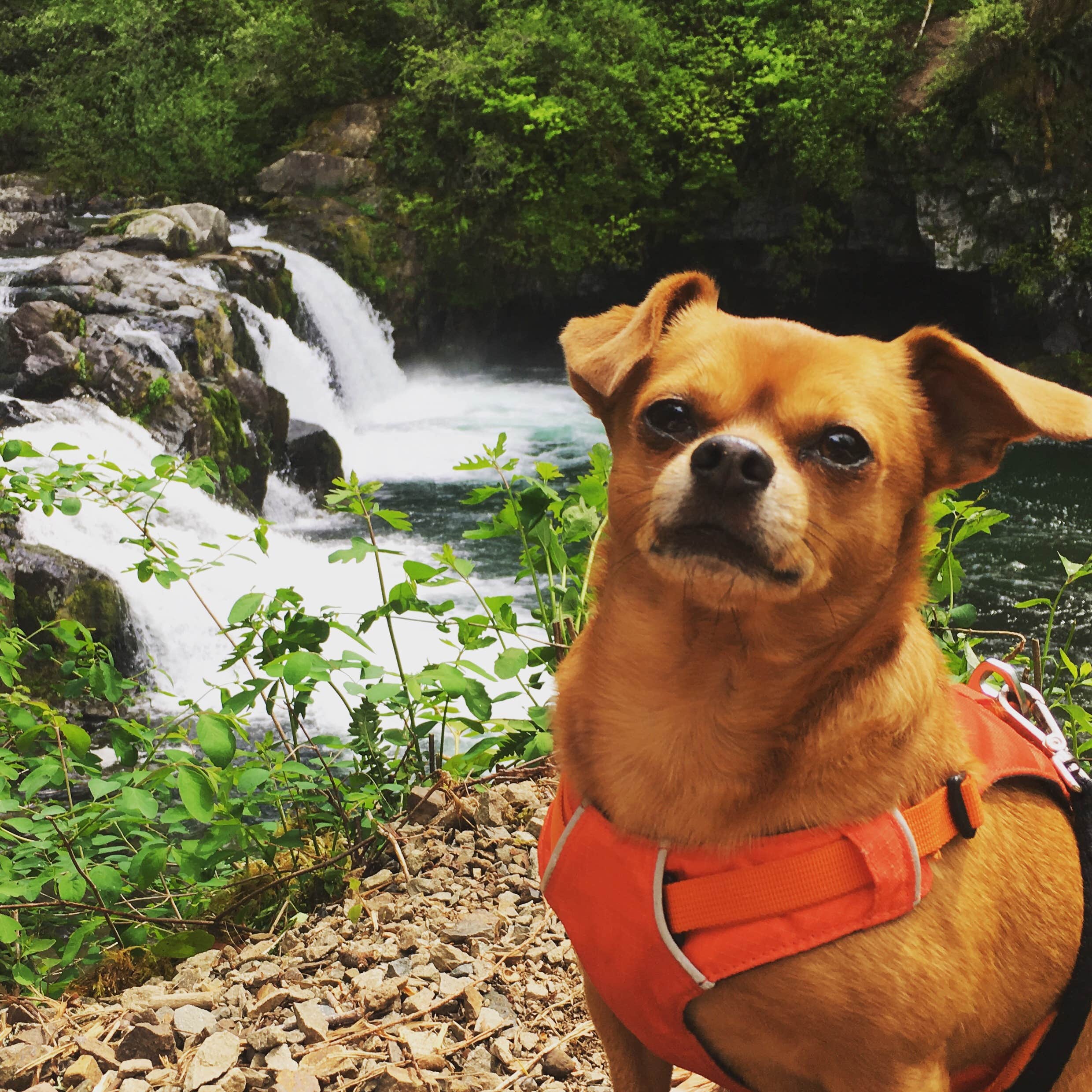 Alissa H.'s photo of camping with pets at Sunset Falls Campground near Ridgefield, WA