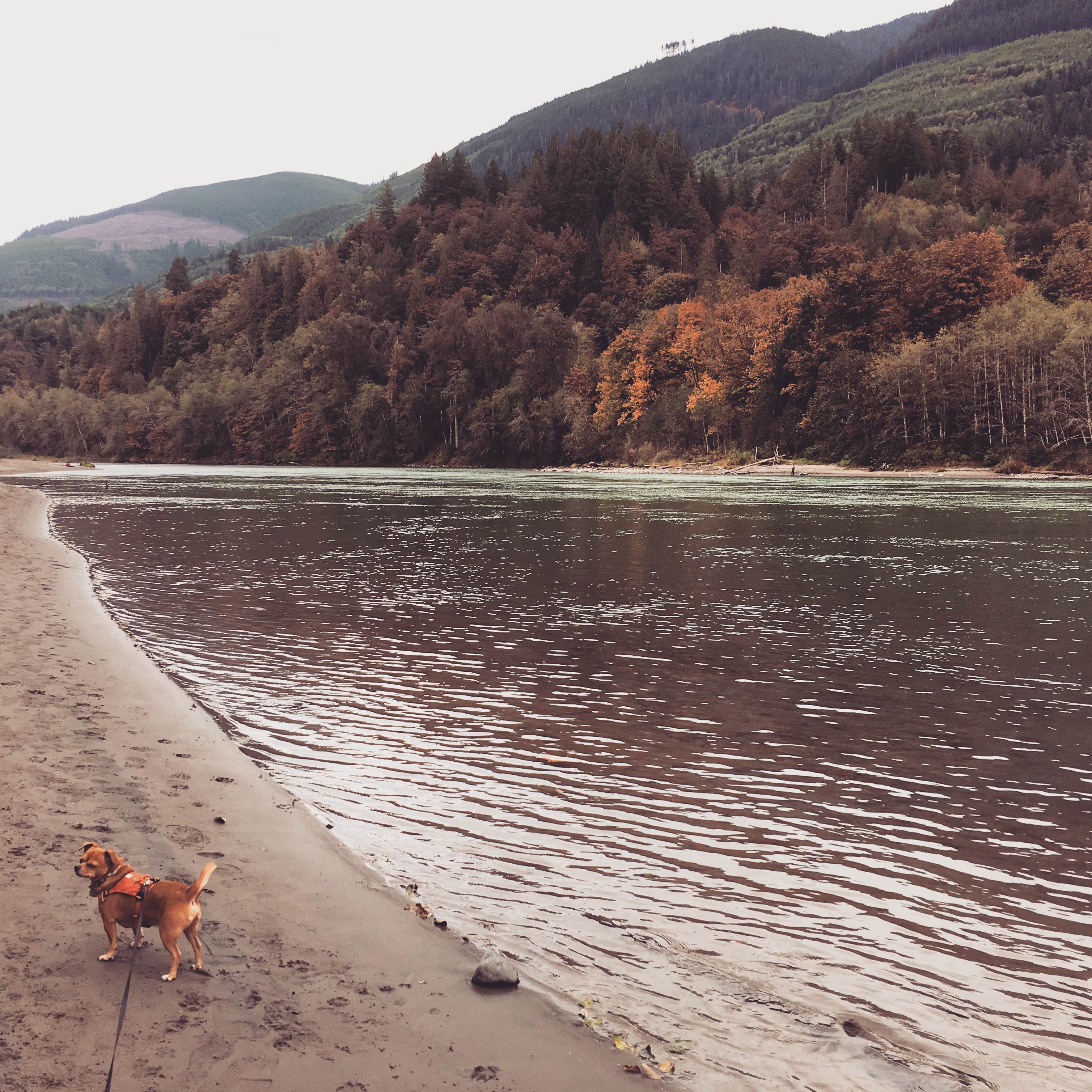 Alissa H.'s photo of camping with pets at Rasar State Park Campground near Mt. Baker-Snoqualmie National Forest
