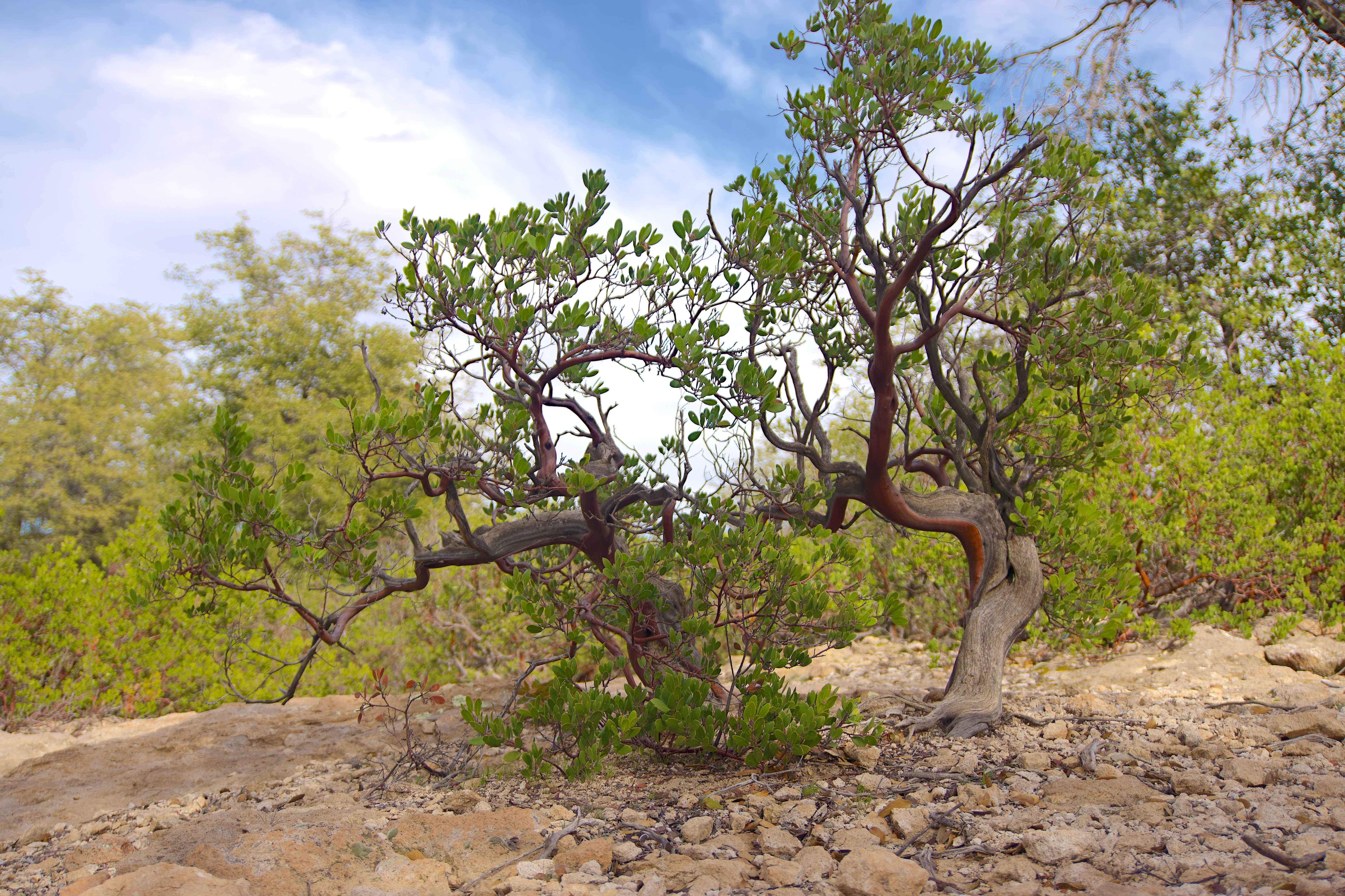 Not sure what these waist-high scrubs are, but the bark is smooth and burgundy in color.... and there are a lot of them.