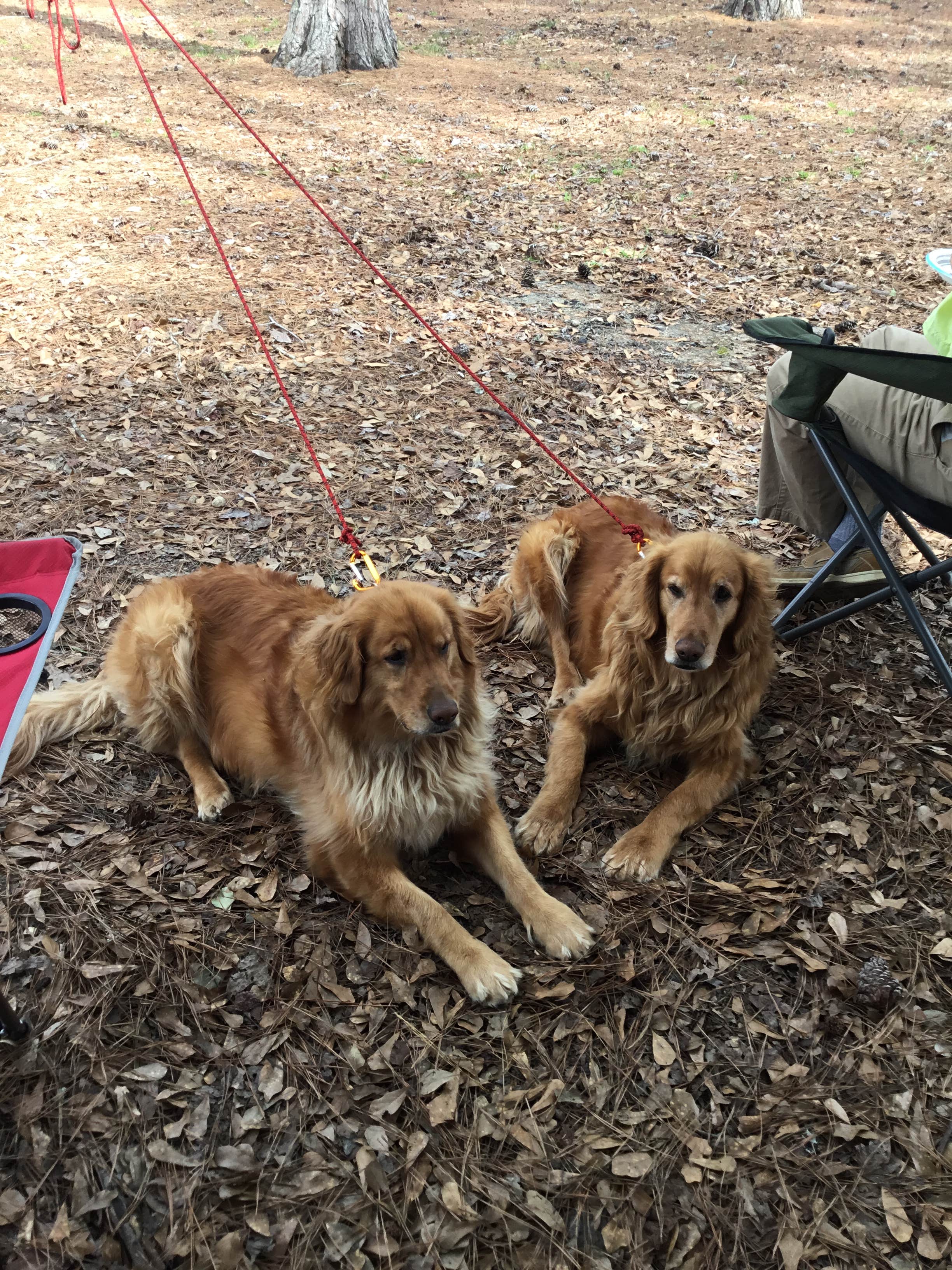 Liz H.'s photo of camping with pets at Wind Creek State Park Campground near Marbury, AL