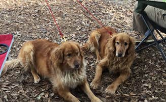 Liz H.'s photo of camping with pets at Wind Creek State Park Campground near West Point Lake