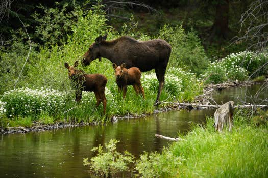 Camper-submitted photo at Wilderness Edge Campground near Danforth, ME