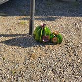 Review photo of Encore Cactus Gardens by Sandy S., March 13, 2019