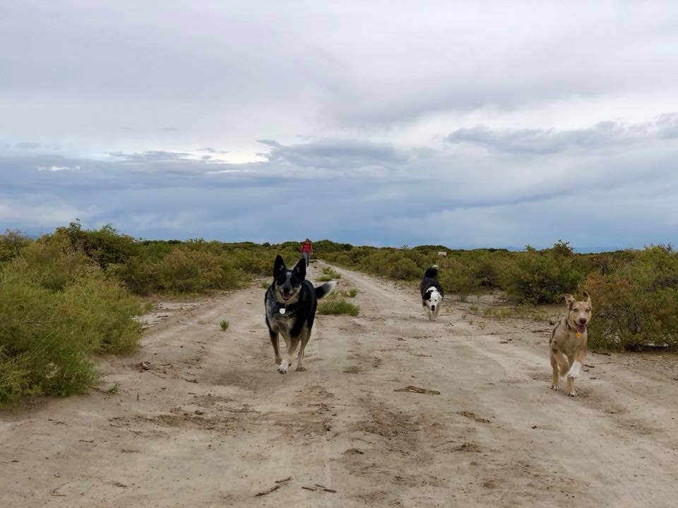 Hayley K.'s photo of camping with pets at Zapata Falls Campground near San Luis, CO