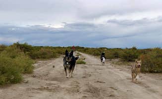 Hayley K.'s photo of camping with pets at Zapata Falls Campground near Blanca, CO
