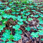 Review photo of Limekiln State Park Campground — TEMPORARILY CLOSED by Hayley K., March 15, 2019