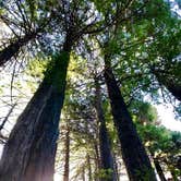 Review photo of Limekiln State Park Campground — TEMPORARILY CLOSED by Hayley K., March 15, 2019