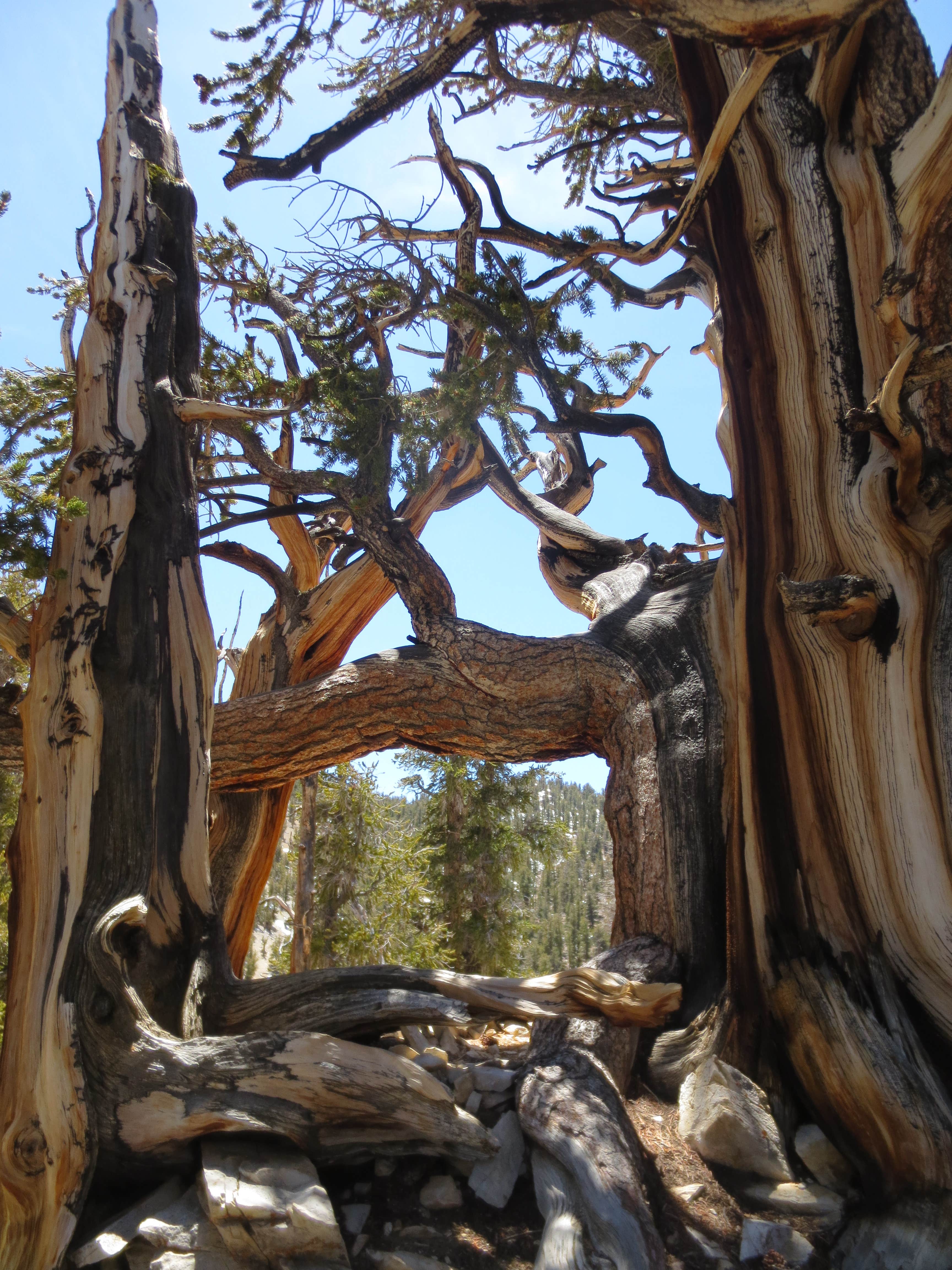 Camper-submitted photo at Grandview Campground near Tahoe National Forest