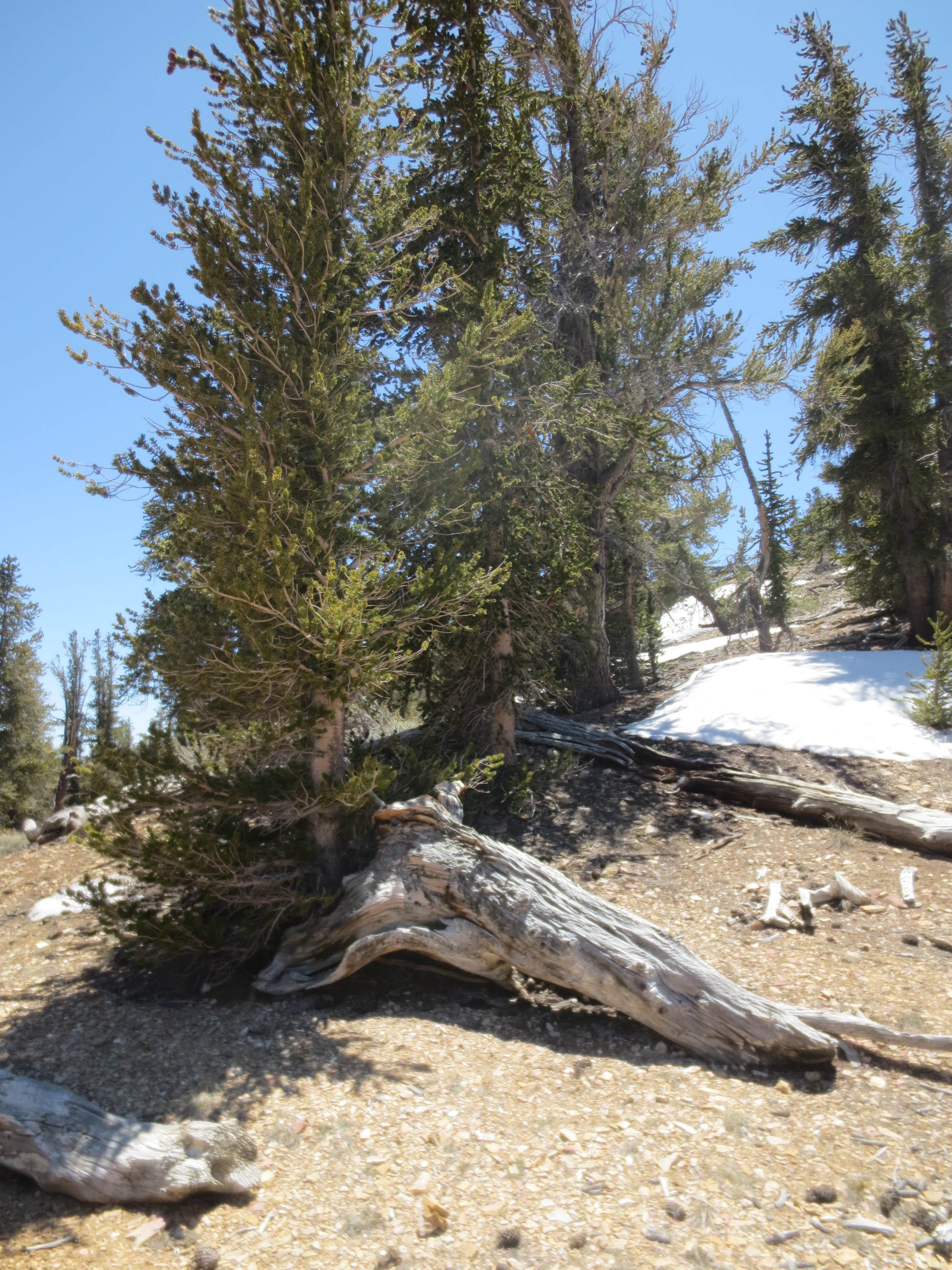 Camper-submitted photo at Grandview Campground near Tahoe National Forest