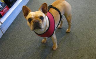 Debi G.'s photo of camping with pets at Murphy/Peace Valley KOA near Tusquitee National Forest