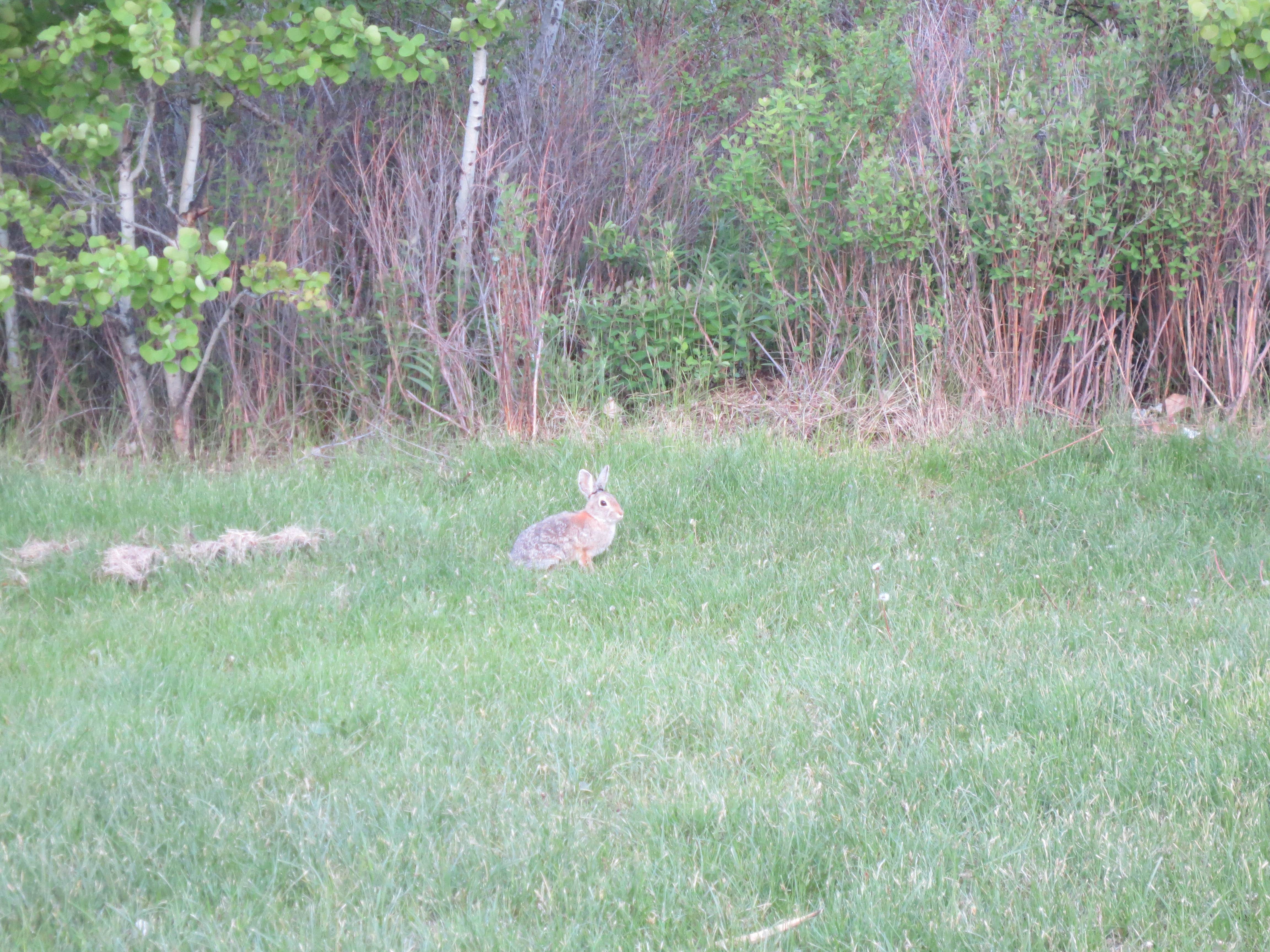 A bunny