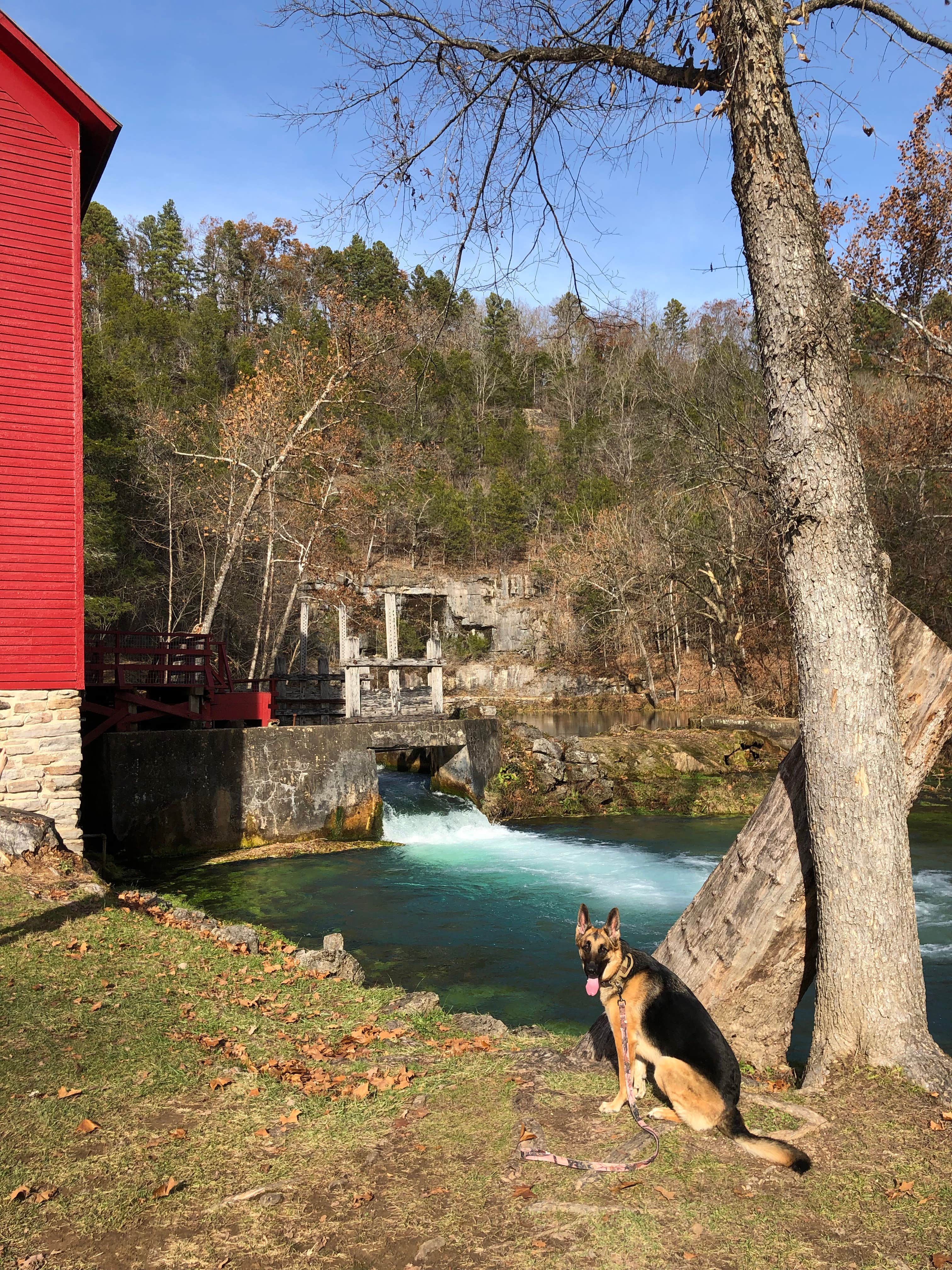 Tyler D.'s photo of camping with pets at Alley Spring Campground — Ozark National Scenic Riverway near Ozark National Scenic Riverways