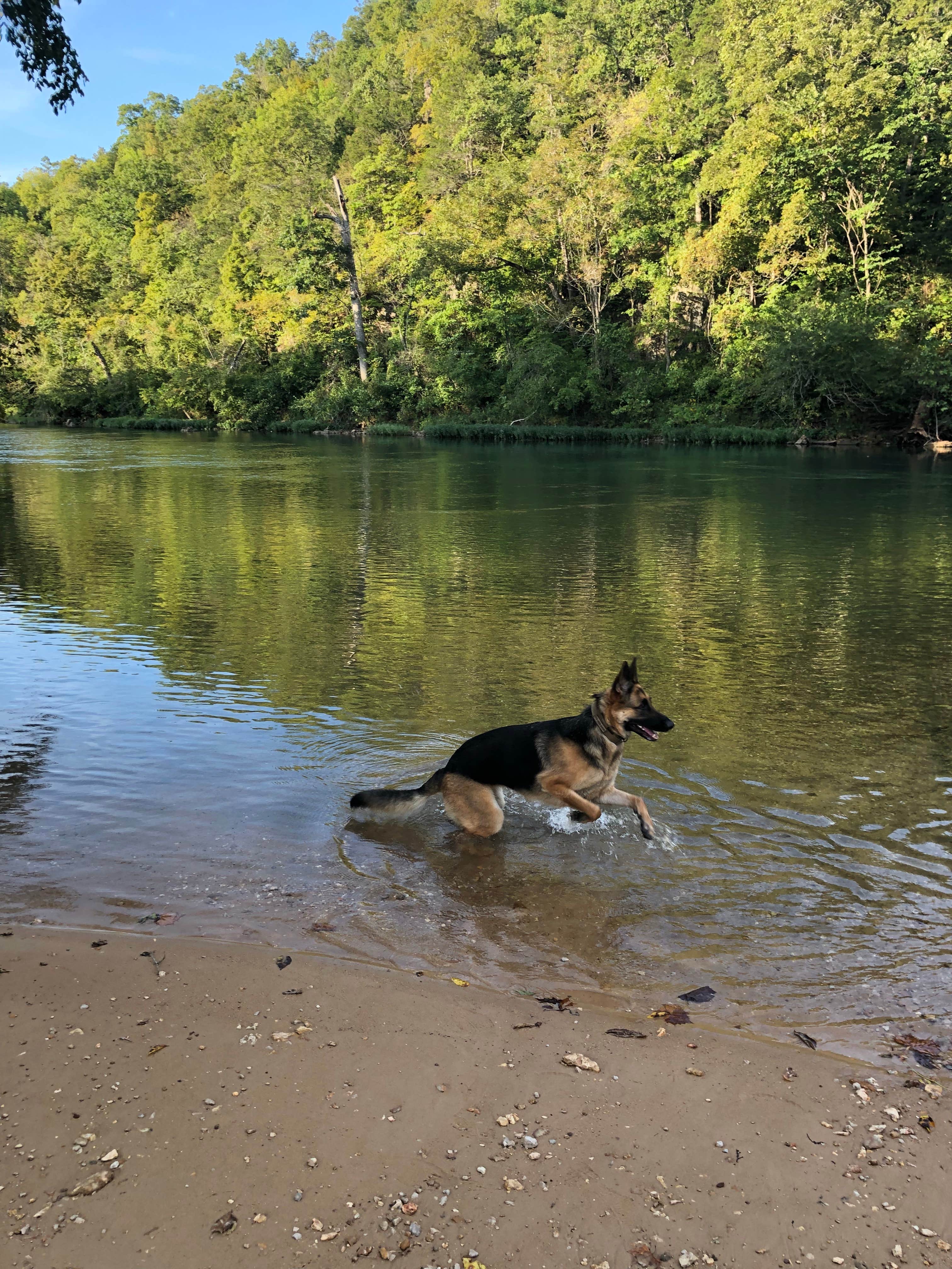 Tyler D.'s photo of camping with pets at Round Spring Campground — Ozark National Scenic Riverway near Fremont, MO
