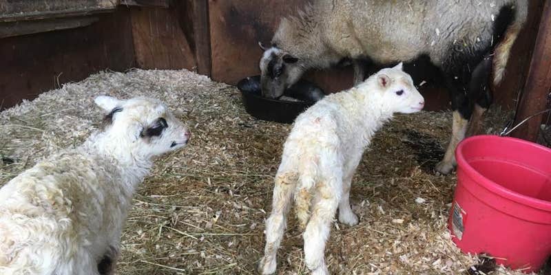 Camper submitted image from Sublime Organics Farm- Not accepting reservations