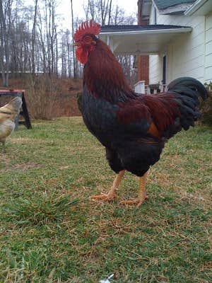 Camping near Black Dog Acres RV Park: Chestnut Ridge Farm, Mount Airy, North Carolina