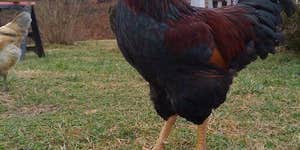 Camper submitted image from Chestnut Ridge Farm