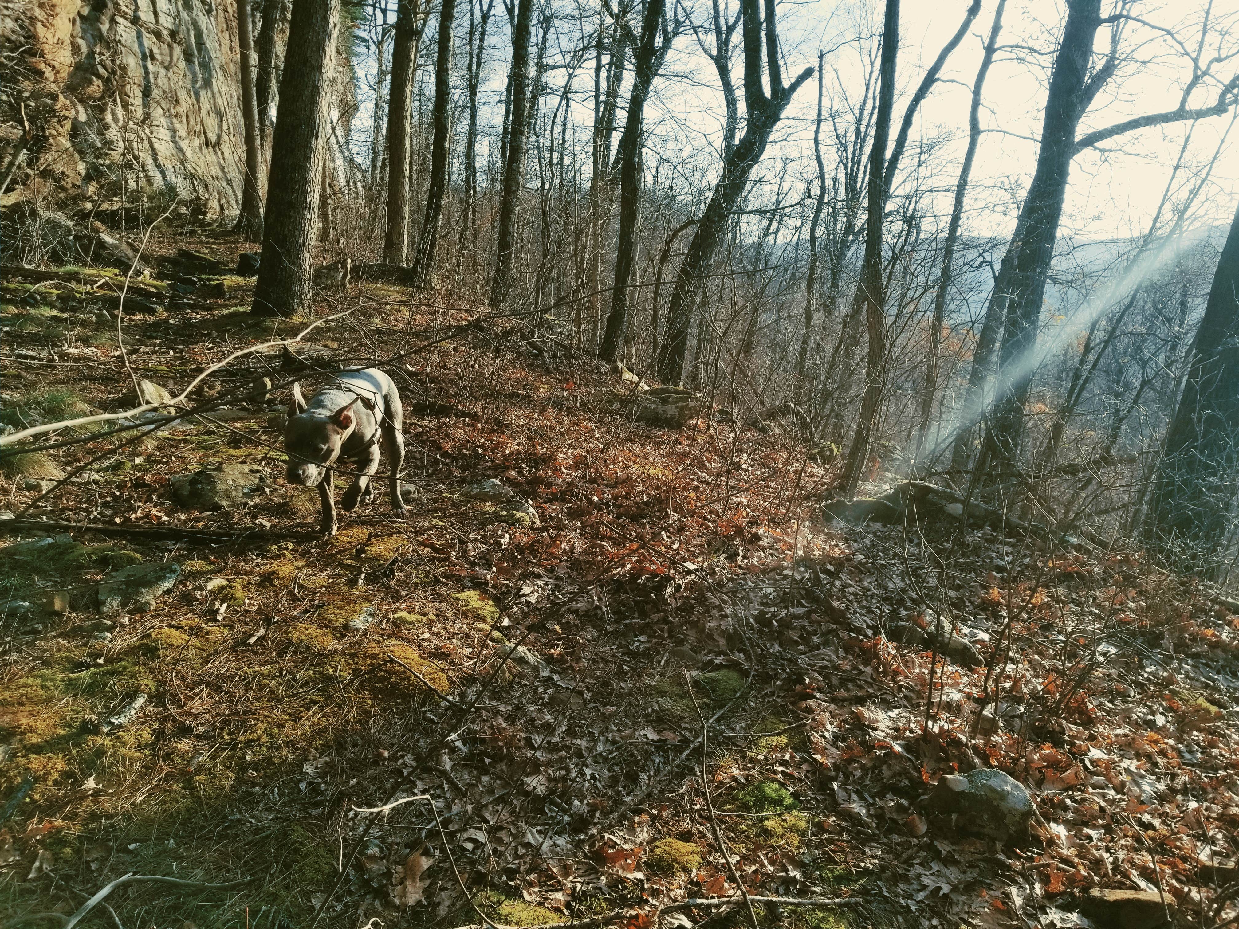 Camper-submitted photo at Sam's Throne Recreation Area near Buffalo National River