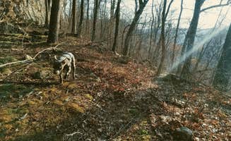 Ashley F.'s photo of camping with pets at Sam's Throne Recreation Area near Harrison, AR