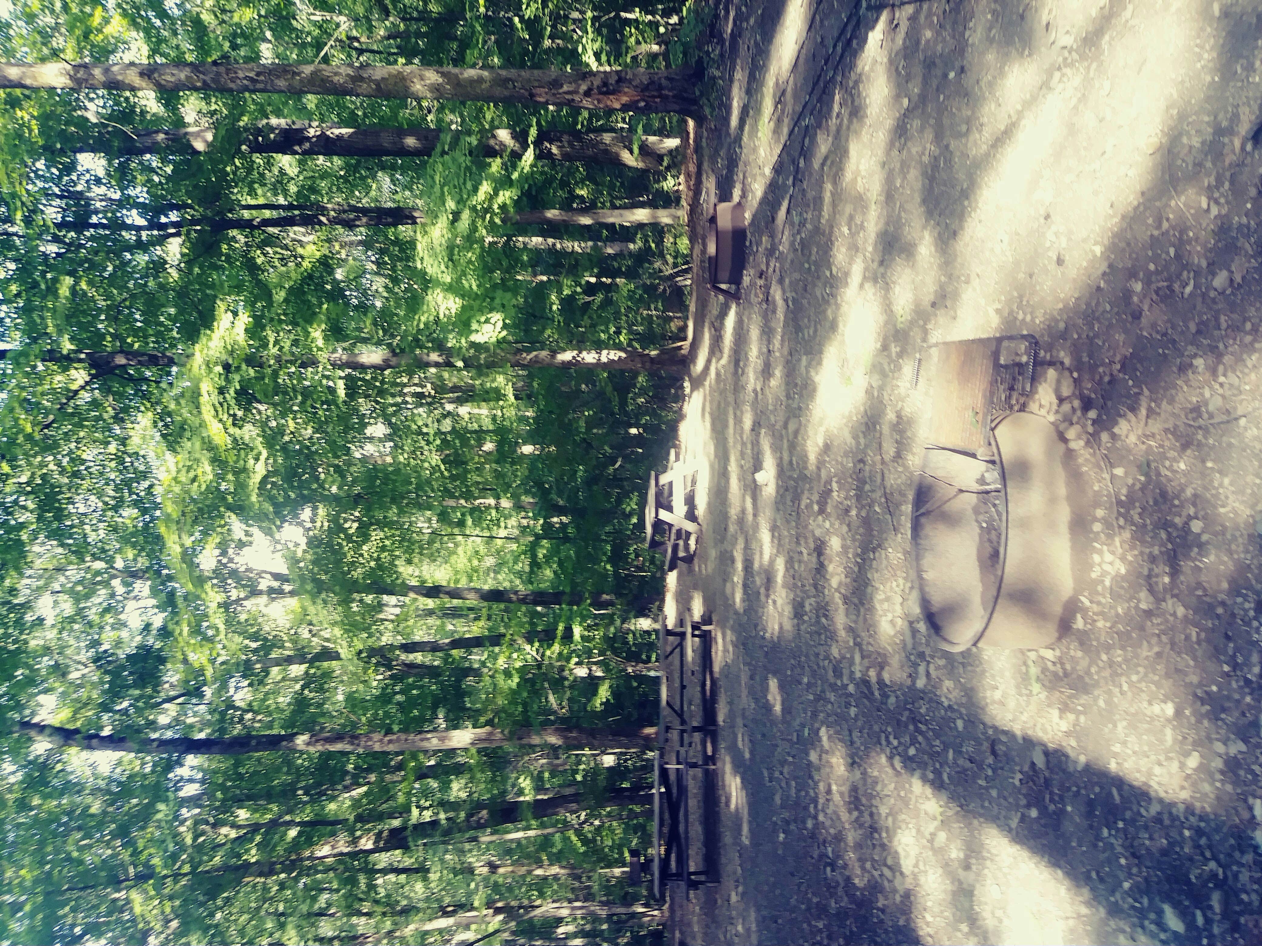 Camper-submitted photo at Pittsfield State Forest Campground near West Stockbridge, MA