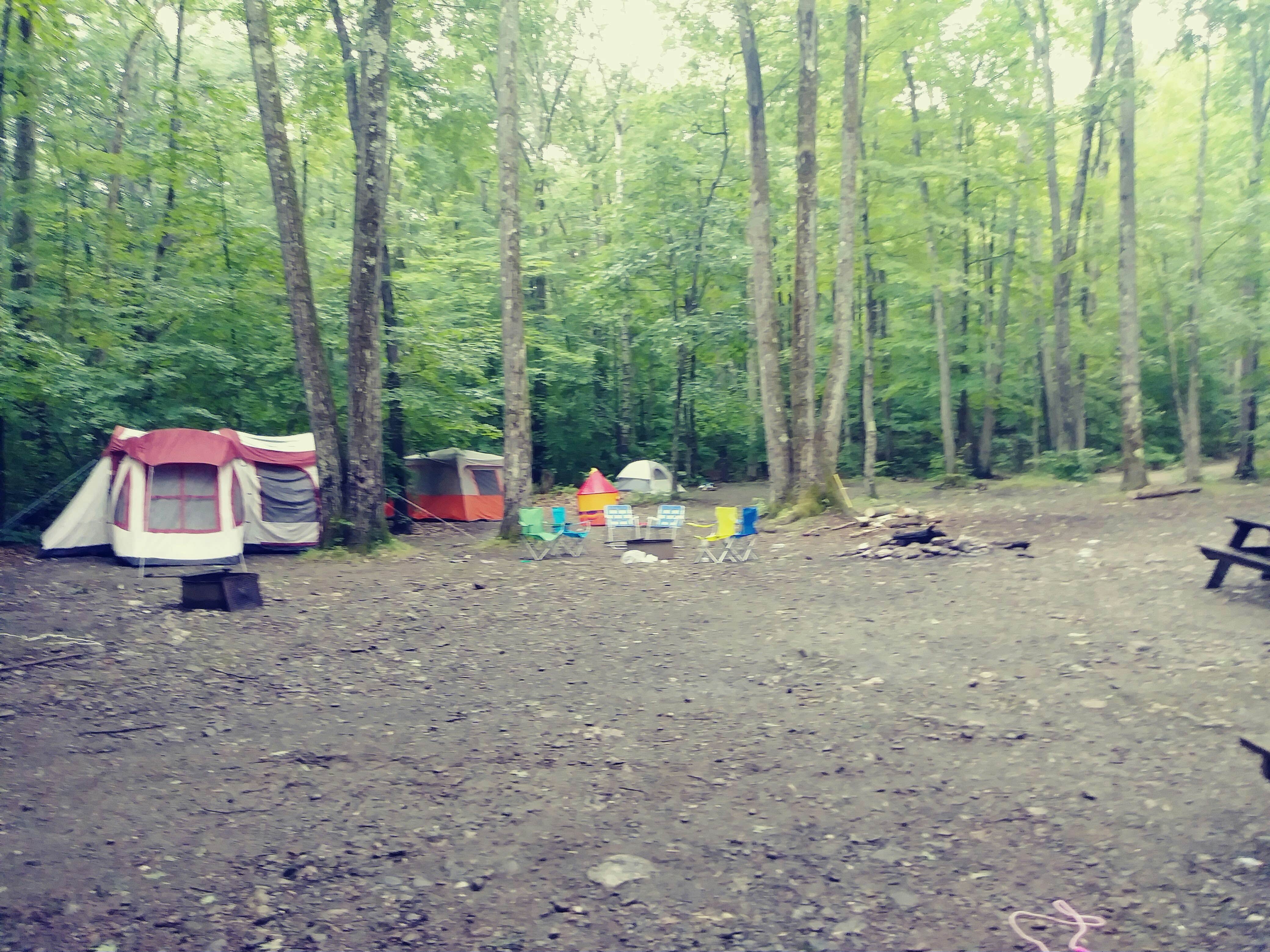 Camper submitted image from Pittsfield State Forest - 2
