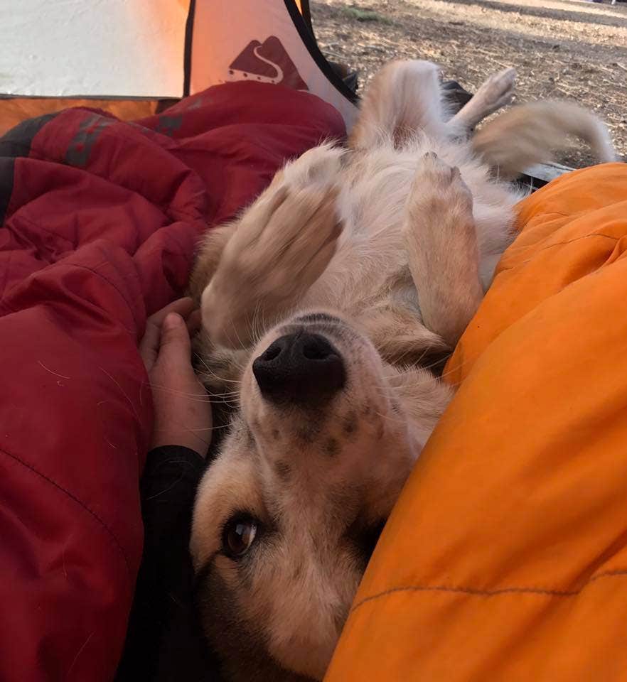 Hayley K.'s photo of camping with pets at Rampart Range Recreation Area near Littleton, CO