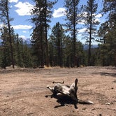 Review photo of Rampart Range Recreation Area by Hayley K., April 1, 2019