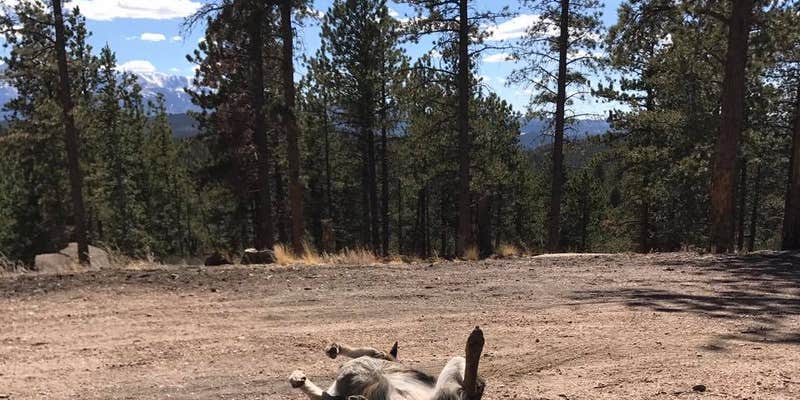 Camper submitted image from Rampart Range Recreation Area