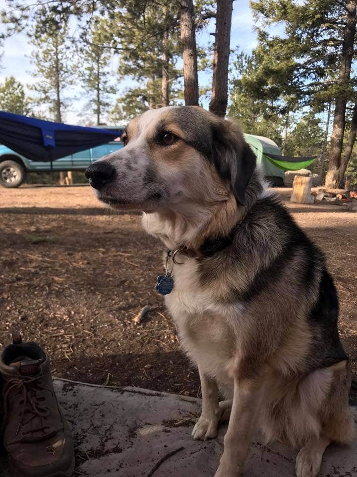 Hayley K.'s photo of camping with pets at Rampart Range Recreation Area near Cimarron, CO