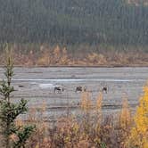 Review photo of Riley Creek Campground — Denali National Park by Hannah W., April 2, 2019